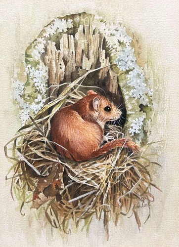 Animal watercolour door mouse - watercolour,