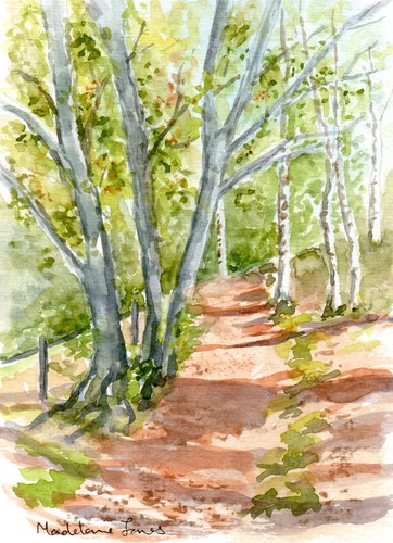 Ancient woodland trees exmoor - woodland,