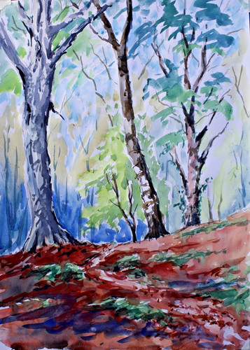 Woodland trees forest