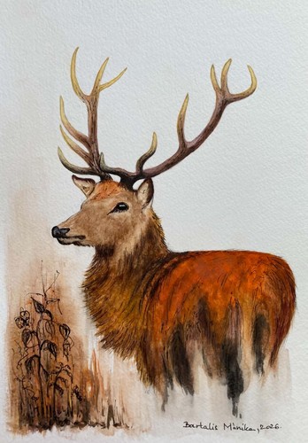Red deer original watercolour - red, deer,