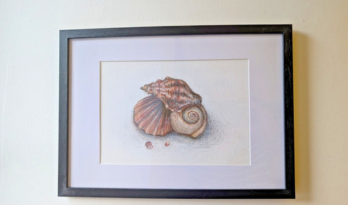 Sea shells original - shells,